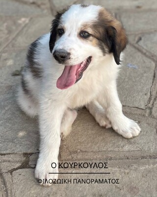 Κουρκουλος