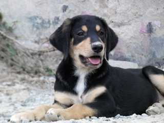 Fritz