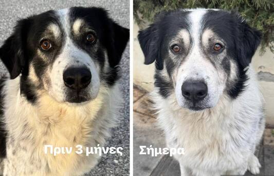 Άκης