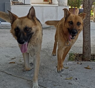 Κλόη