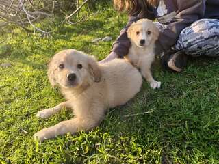 ΦΑΙΔΡΑ&ΝΕΦΕΛΗ