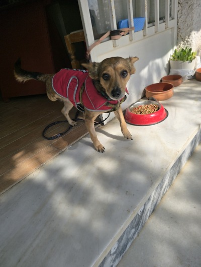 ΤΣΟΥΜΙ 6 κιλα