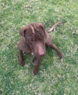 Duke
