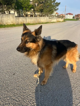 Λεων