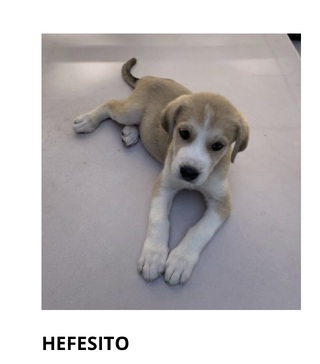 Hefesito