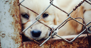 Ταφόπλακα στη φιλοζωική δράση το νέο σχέδιο νόμου για τα ζώα συντροφιάς