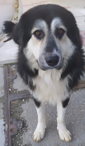 Nontas