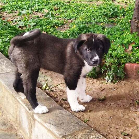 Καρδιοκλέφτρα