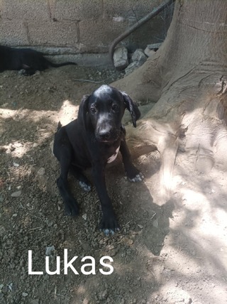 LUKAS