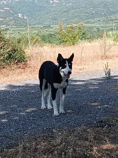 ΑΔΕΣΠΟΤΟ