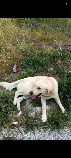 Μπρούνο
