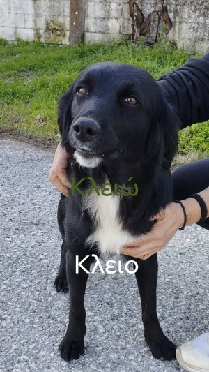 Κλειώ