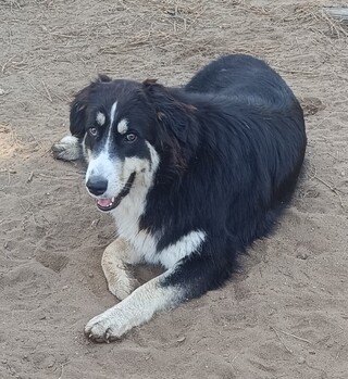 Maya