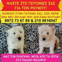 SOS έκλεψαν τον Ρούμπυ στο Π. Φάληρο!