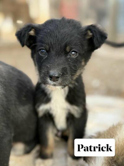 Patrick