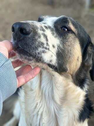 Ralf
