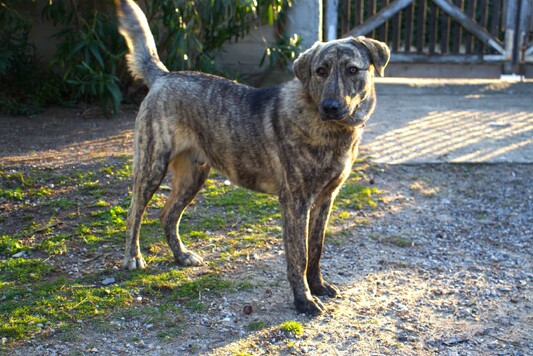 Mix Cane Corso