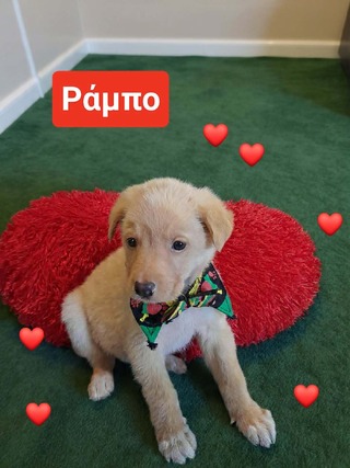 ΡΑΜΠΟ 2μηνών