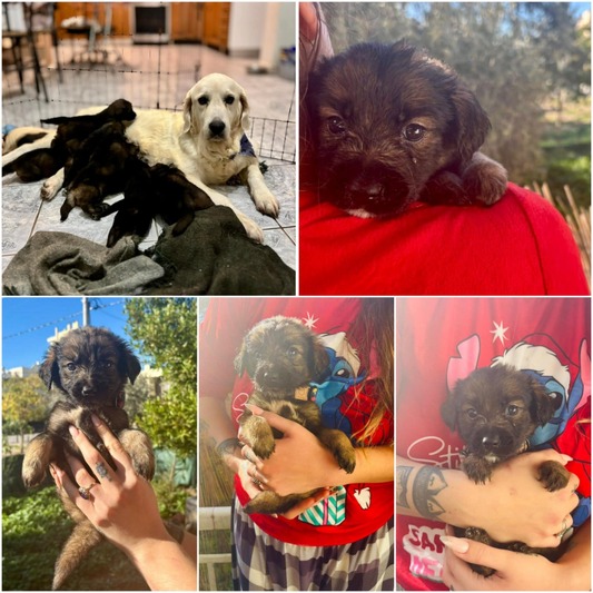 Ημίαιμα Golden