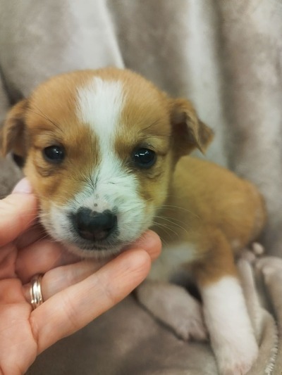 ♥️Τίτο ♥️