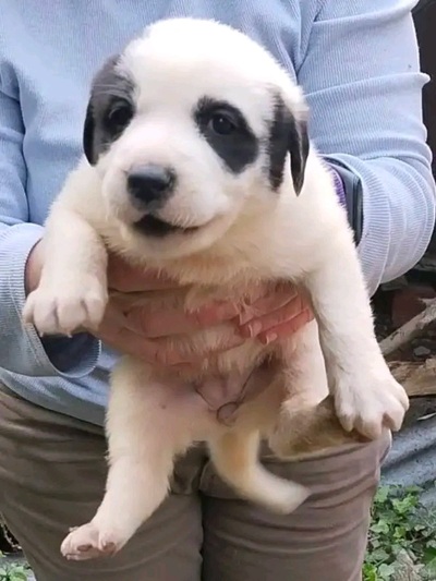 Panda!