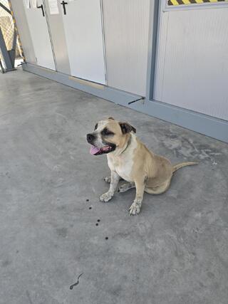 AMSTAFF