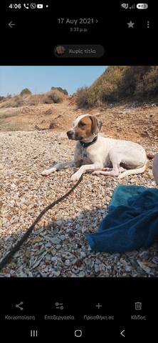 Pongo