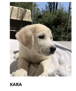Kara