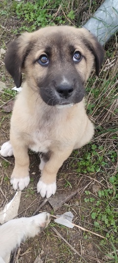 BEAR(αρκουδος)