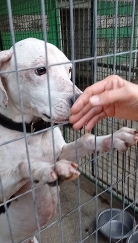Pitbull