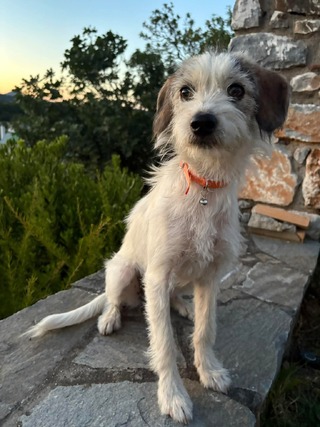 Gigi