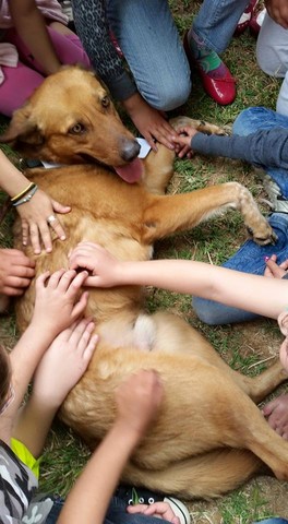 Ζωοφιλικές ενημερώσεις σχολείων: Η ομάδα Ζω.Ε.Σ μιλά στο Dogs' Voice για τη δράση της!