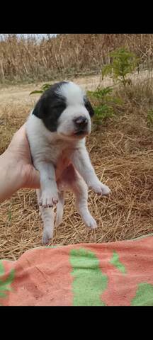 Appa