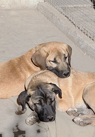 Σιμπα Ρόμπιν