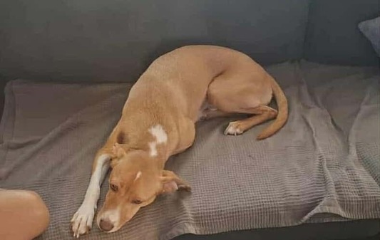 Τζακούλης...