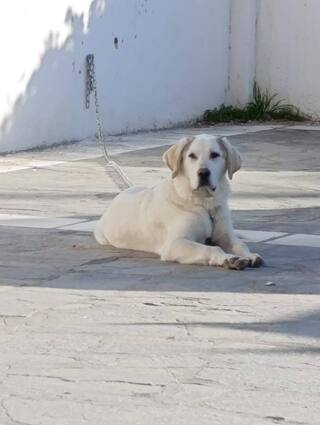 Μπισκότος