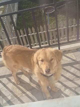 Oscar