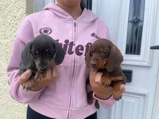 Dachshund