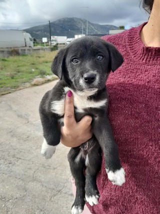 Τρύφων, 2 μηνών