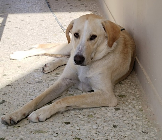 ΑΡΗΣ