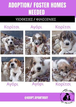 6 κουτάβια