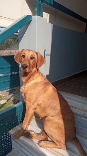 Πέρσα
