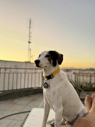 Νέμο