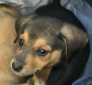 ♥️Κάρμεν ♥️