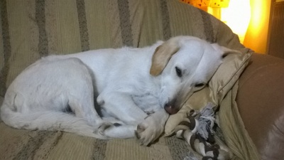 Stray Story 4: Marilena & Ermis