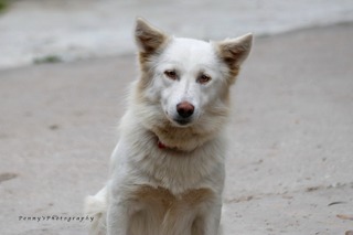 DINA