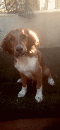 Ziggy