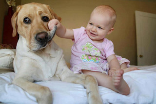 Μεγάλοι σκύλοι παίζουν με μωρά!