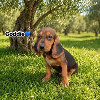 Coddi