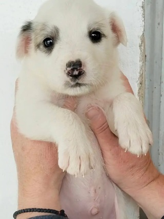 Arlo!